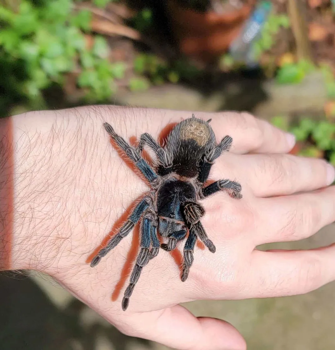 23209 triskelion tarantula colors