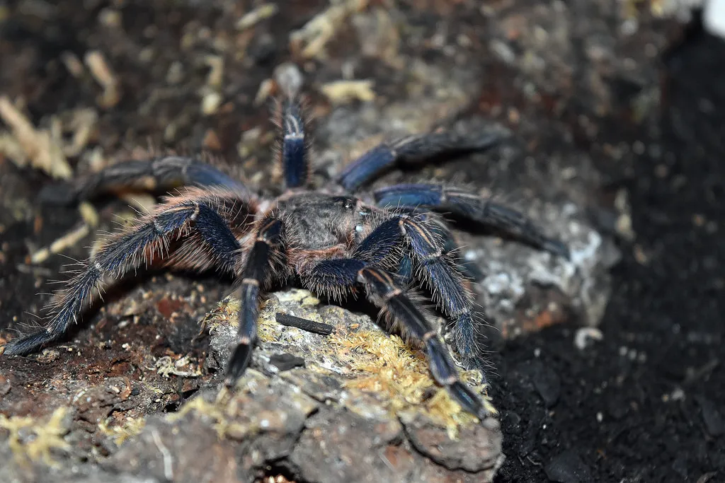 23209 triskelion tarantula feeding