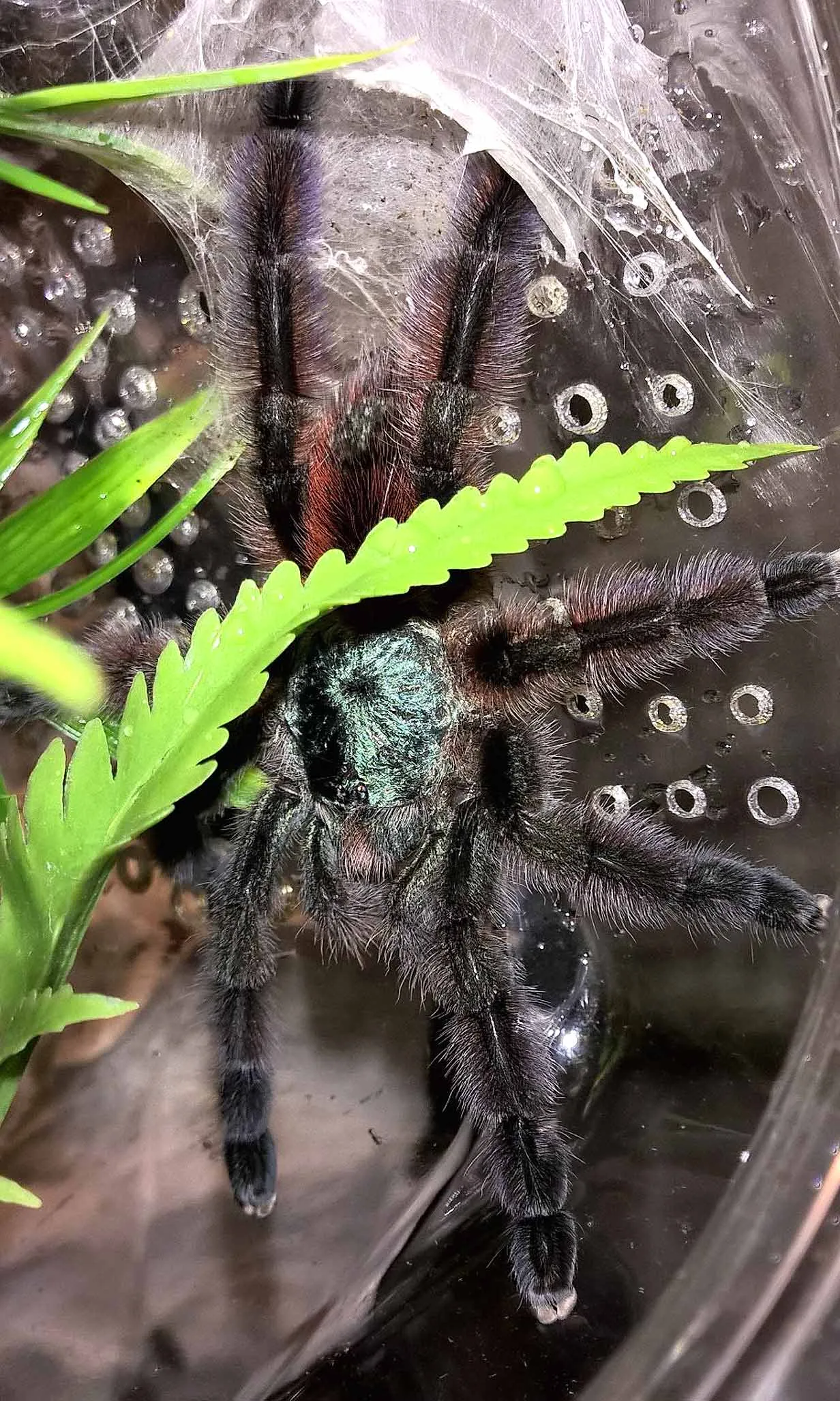 23209 triskelion tarantula size