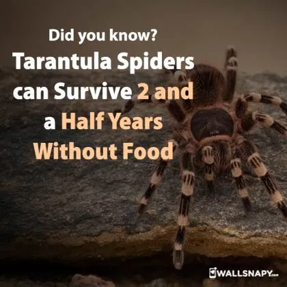 23211 new world tarantula