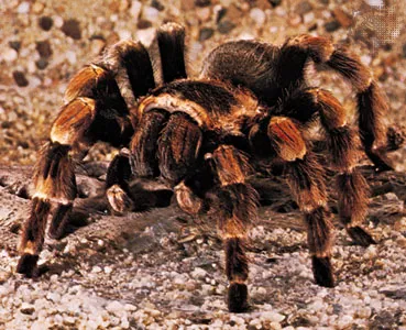 23211 tarantula in habitat
