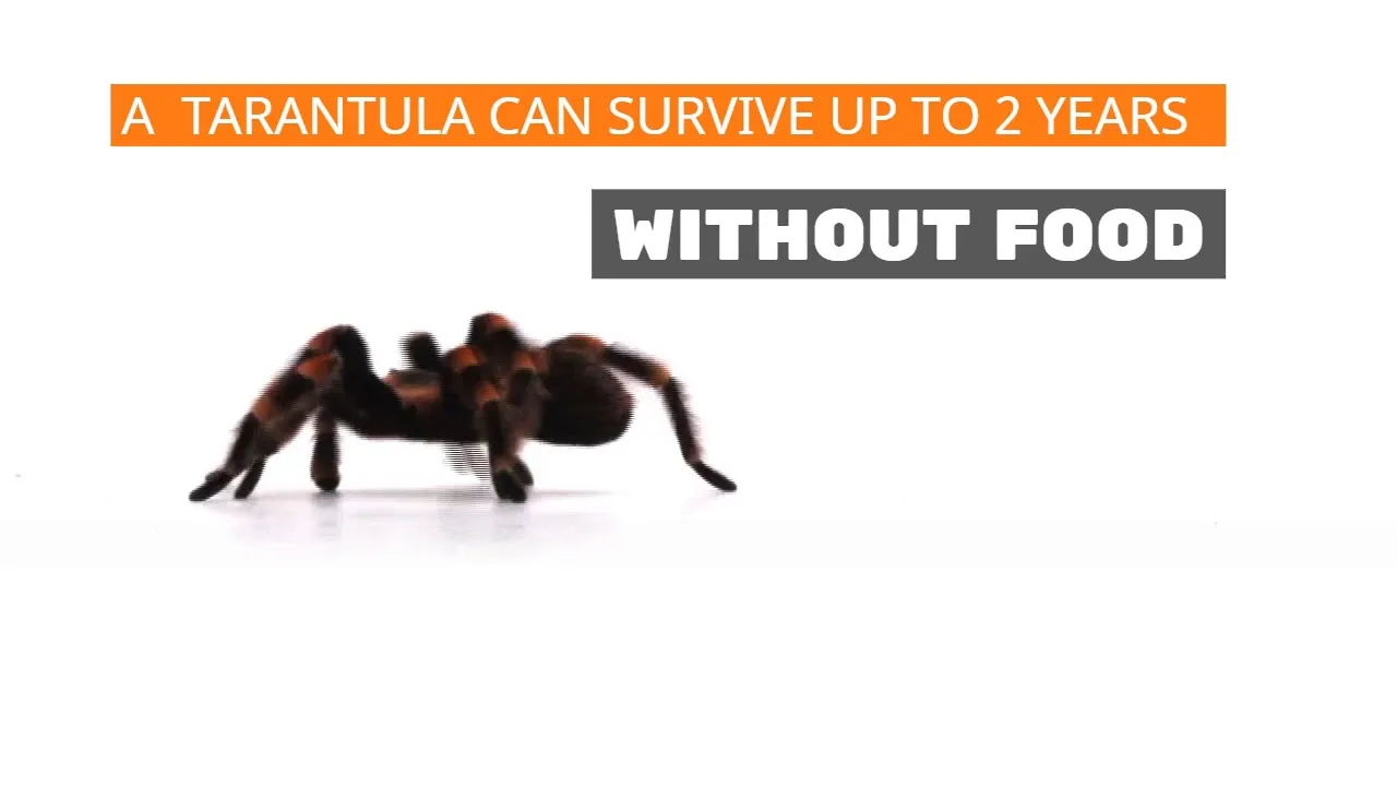 23211 tarantula molting