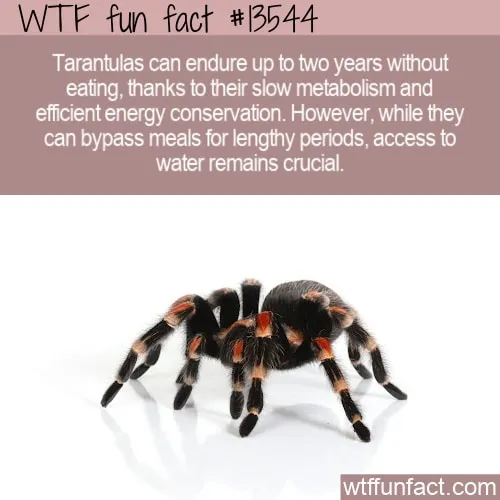 /img/23211-tarantula-water-dish.webp