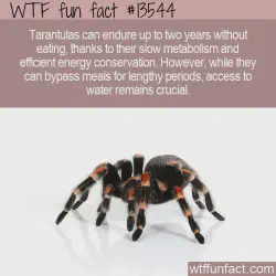 /img/23211-tarantula-water-dish.webp