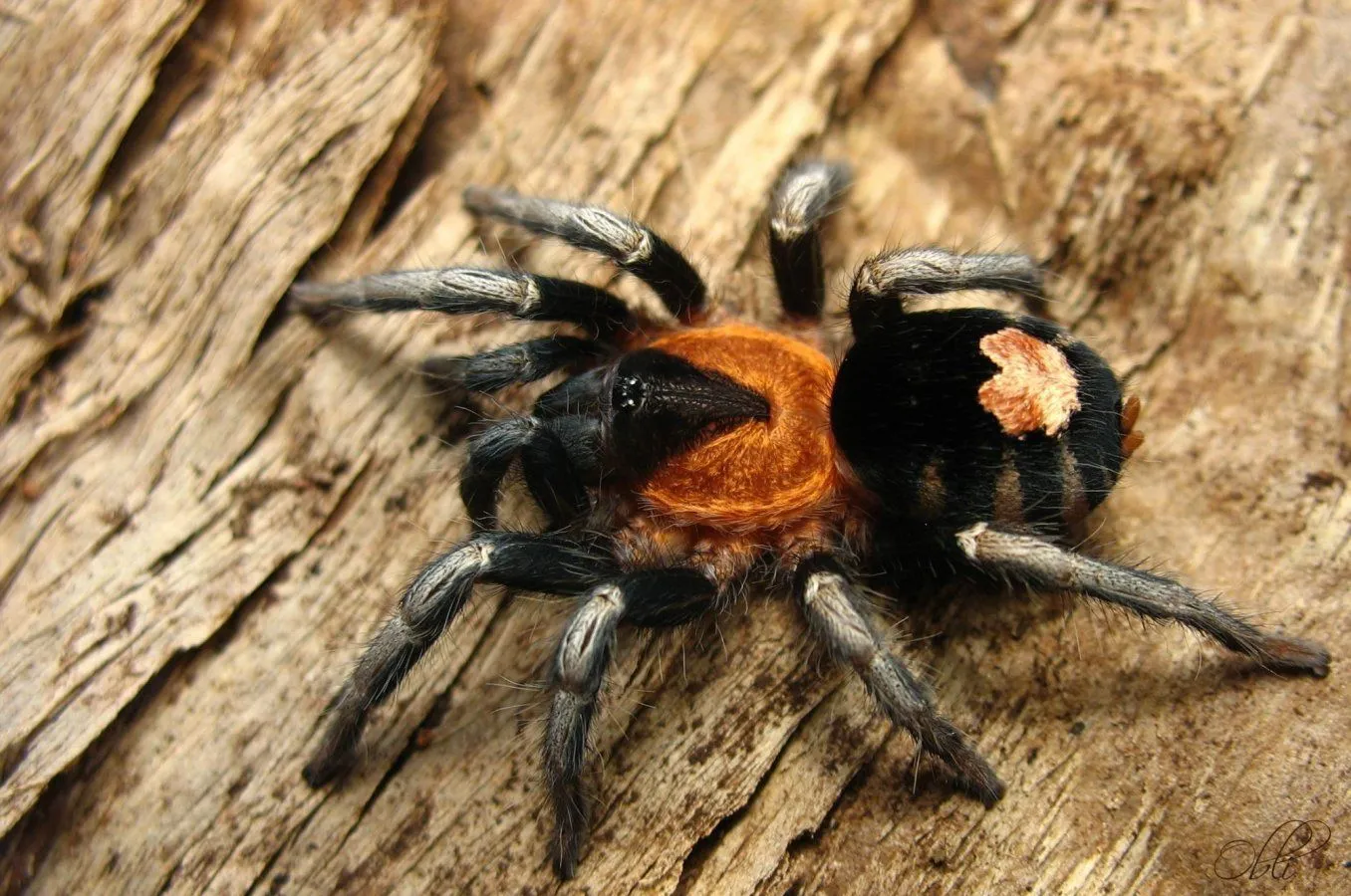 23216 c elegans habitat