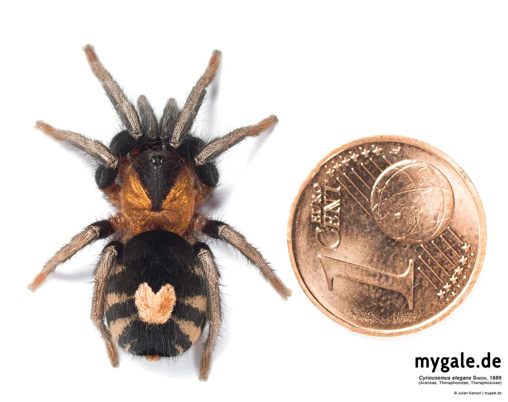 23216 c elegans size comparison