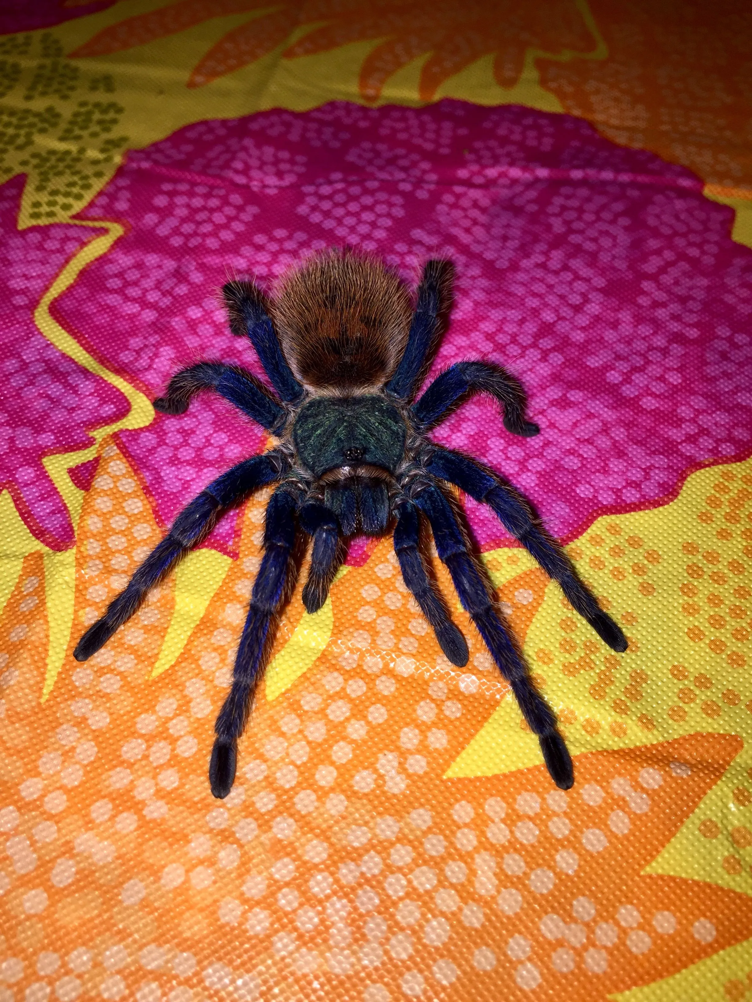 23216 tarantula close up