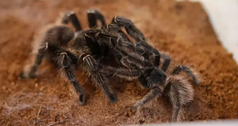 23219 tarantula female
