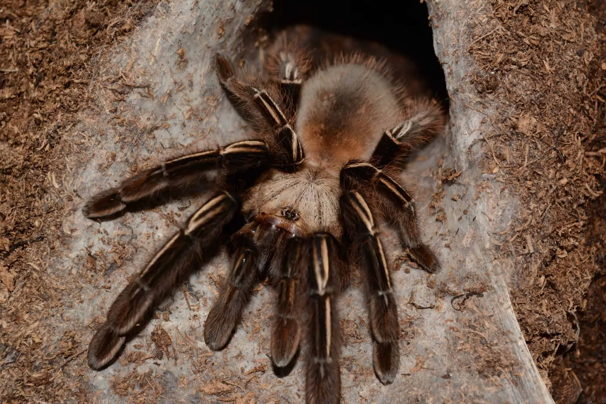 /img/23219-tarantula-male.webp