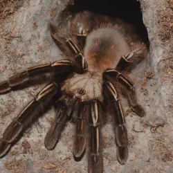 /img/23219-tarantula-male.webp