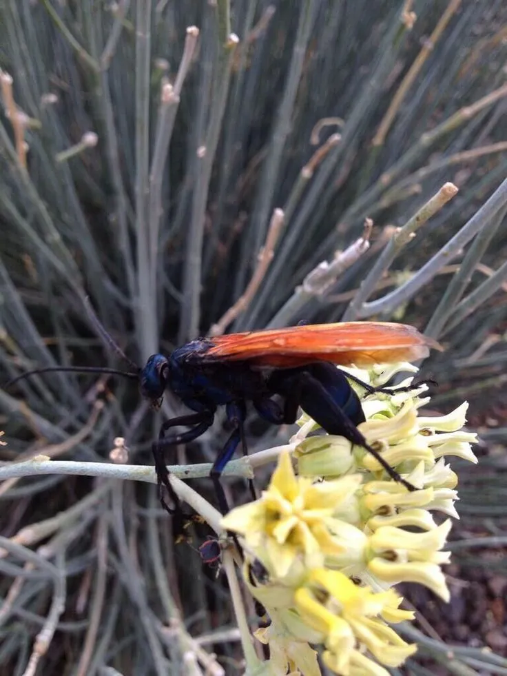 23222 landscaping tarantula hawk