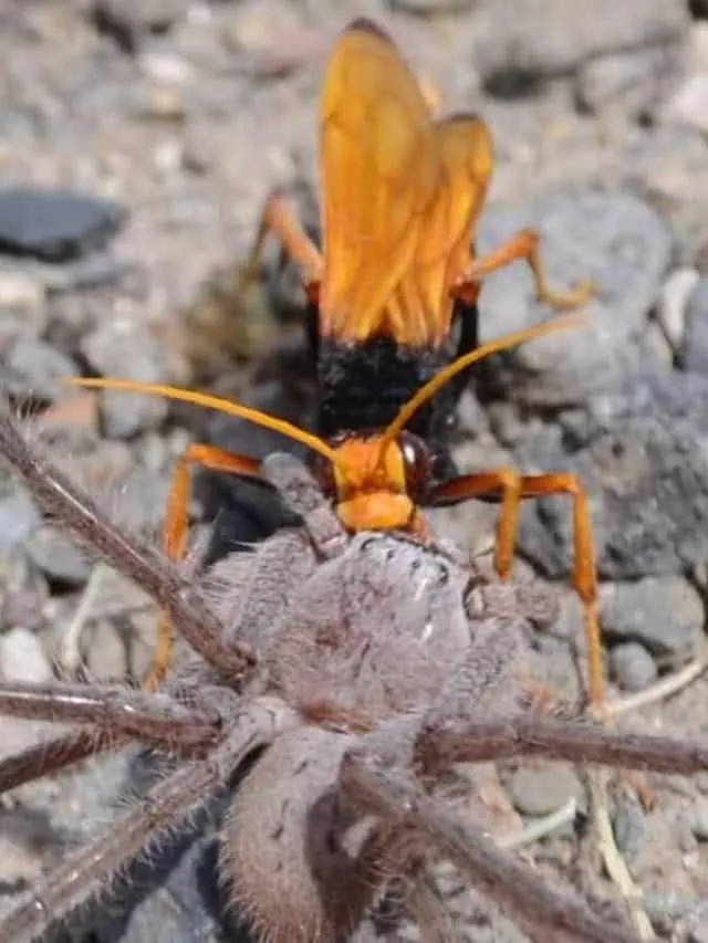 23222 pest control tarantula hawk