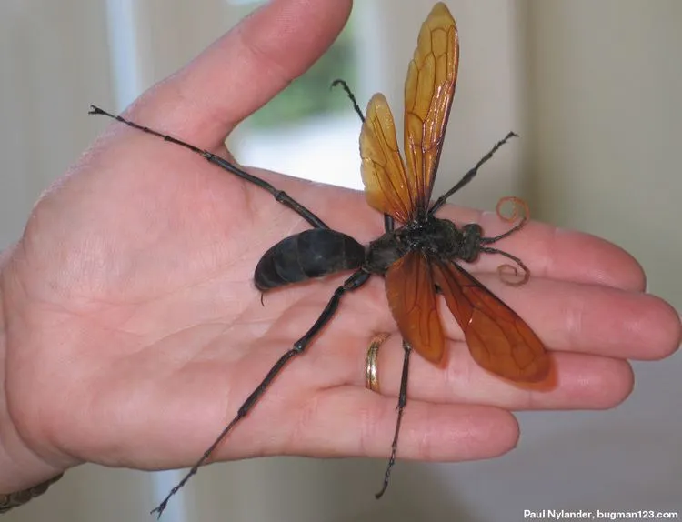 23222 tarantula hawk identification