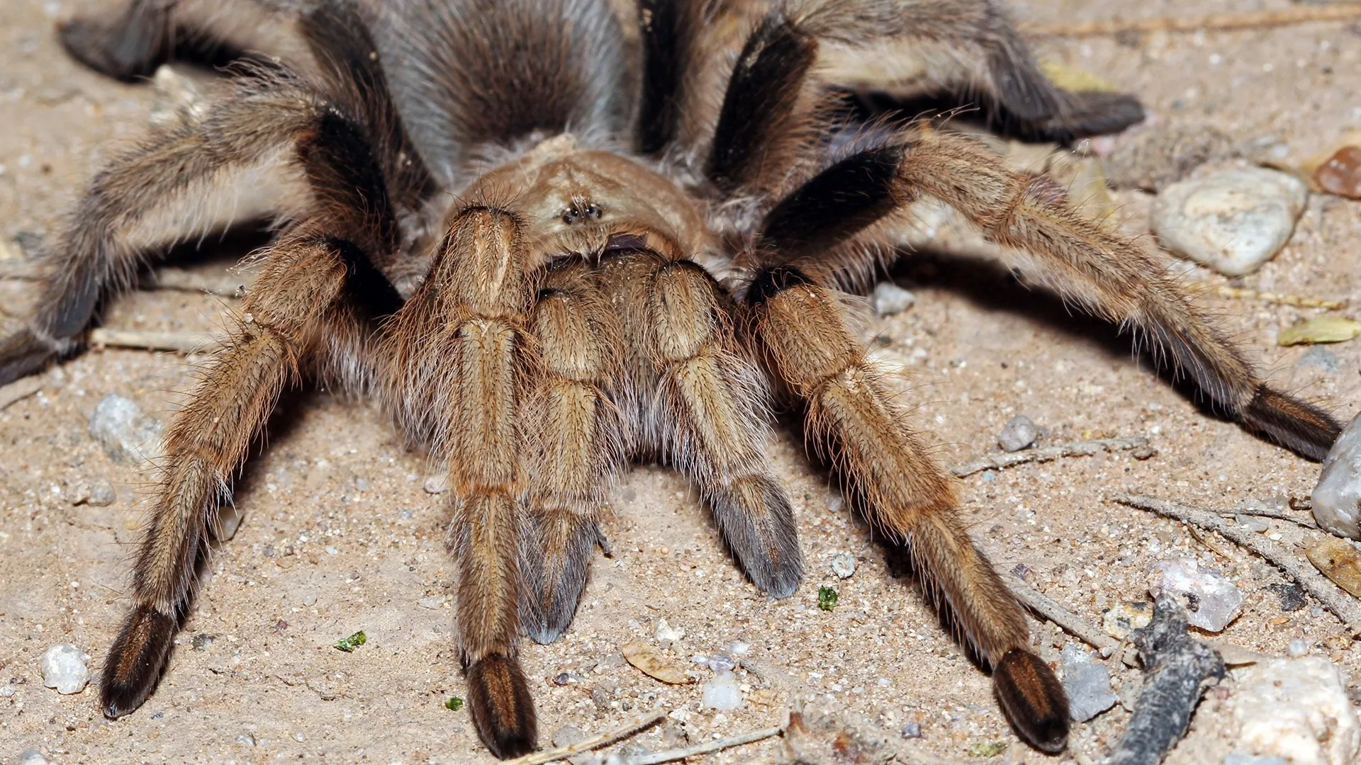 23225 arizona blonde tarantula close up