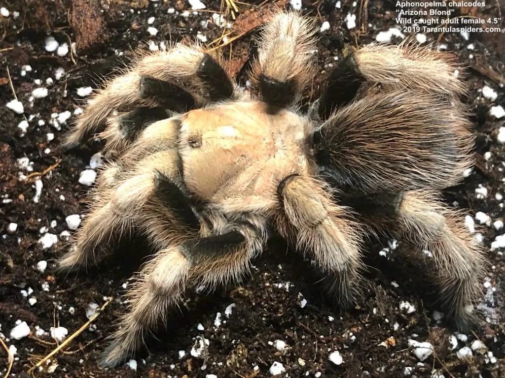 23225 arizona blonde tarantula habitat