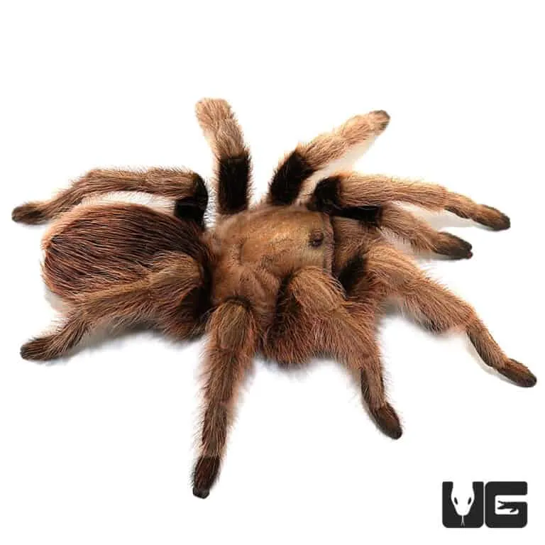 /img/23225-arizona-blonde-tarantula-handling.webp