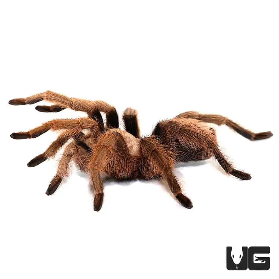 23225 arizona blonde tarantula sale