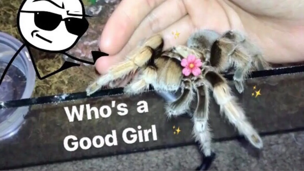 23229 friendly tarantula species