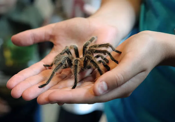 /img/23229-handling-tarantula.webp
