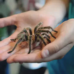 /img/23229-handling-tarantula.webp