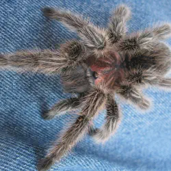 /img/23232-chilean-rose-tarantula-uk-breeding.webp