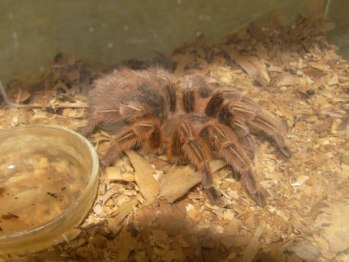23232 chilean rose tarantula uk enclosure