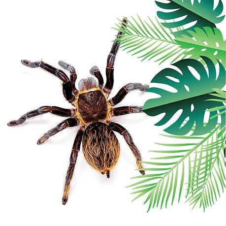 23232 chilean rose tarantula uk feeding