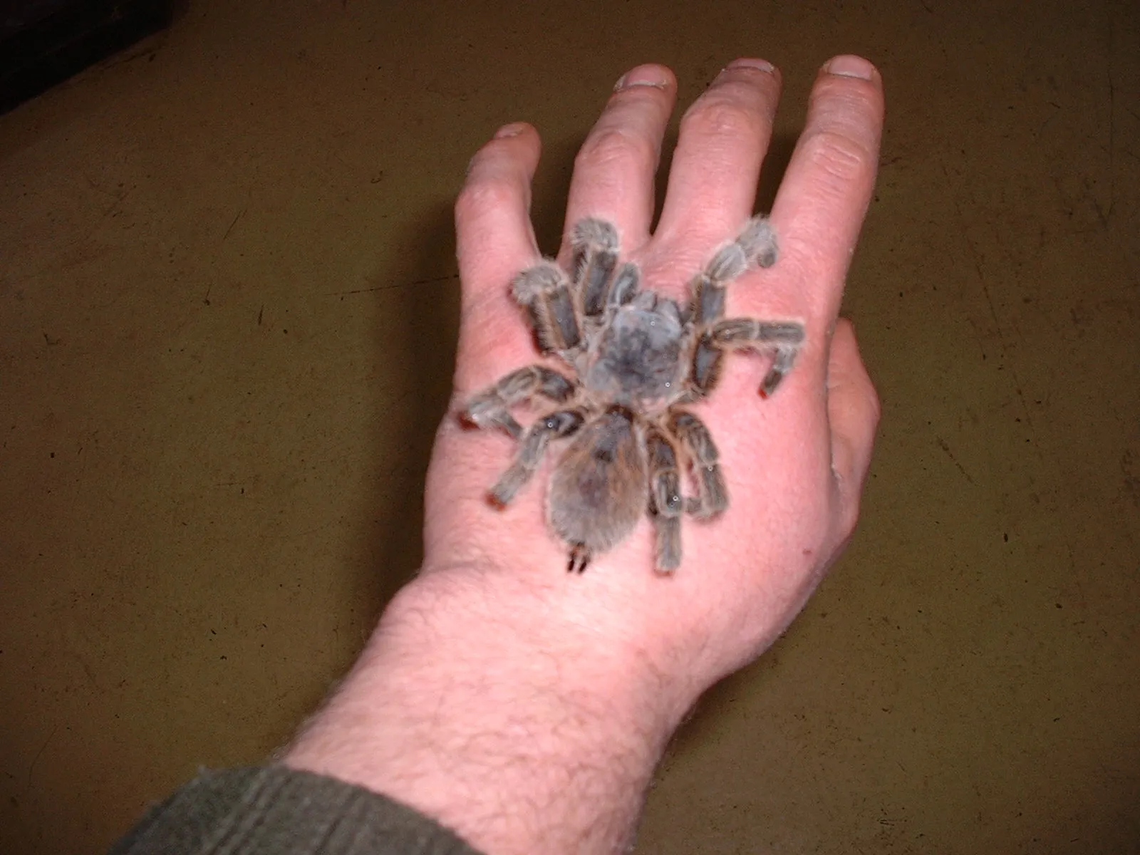 23232 chilean rose tarantula uk habitat