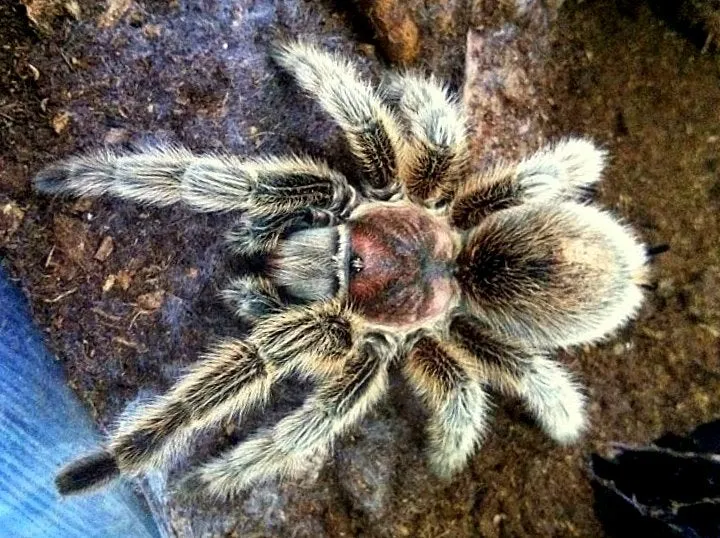 23232 chilean rose tarantula uk handling