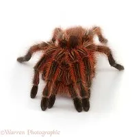 23232 chilean rose tarantula uk health