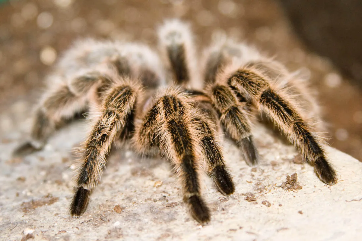23232 chilean rose tarantula uk moulting