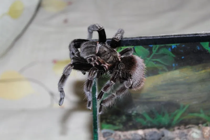 23233 tarantula climbing substrate