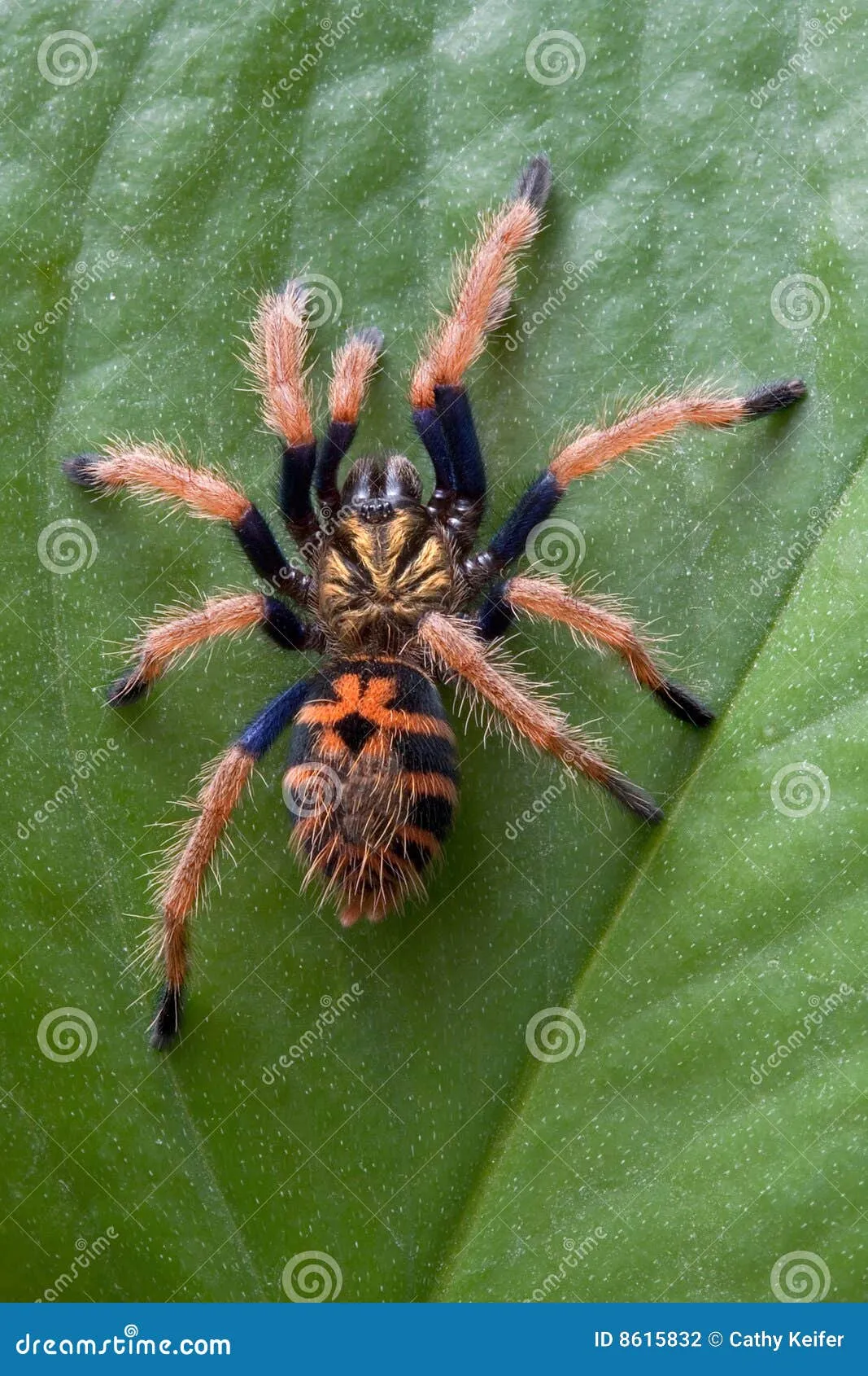 23233 tarantula climbing vet