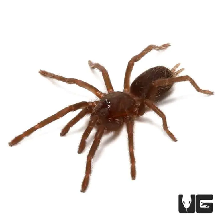 /img/23235-eiger-tarantula-cleaning.webp