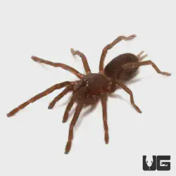 /img/23235-eiger-tarantula-cleaning.webp