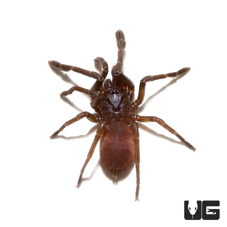 23235 eiger tarantula enclosure