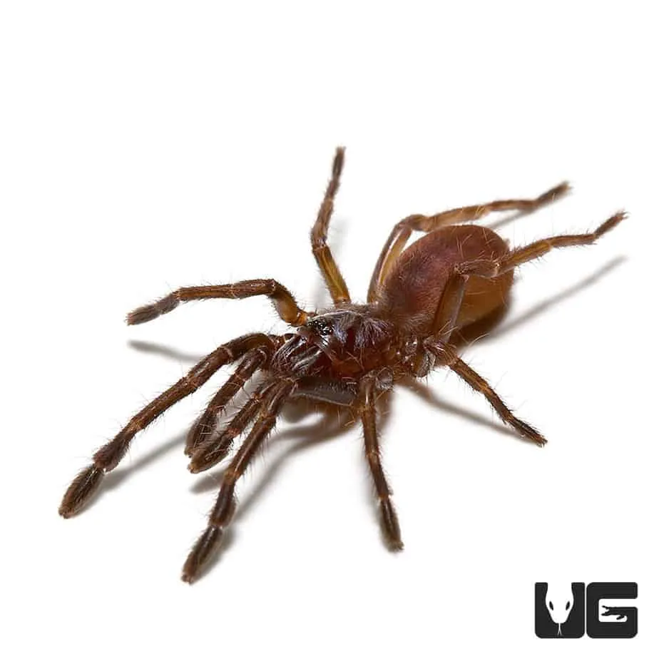 23235 eiger tarantula handling