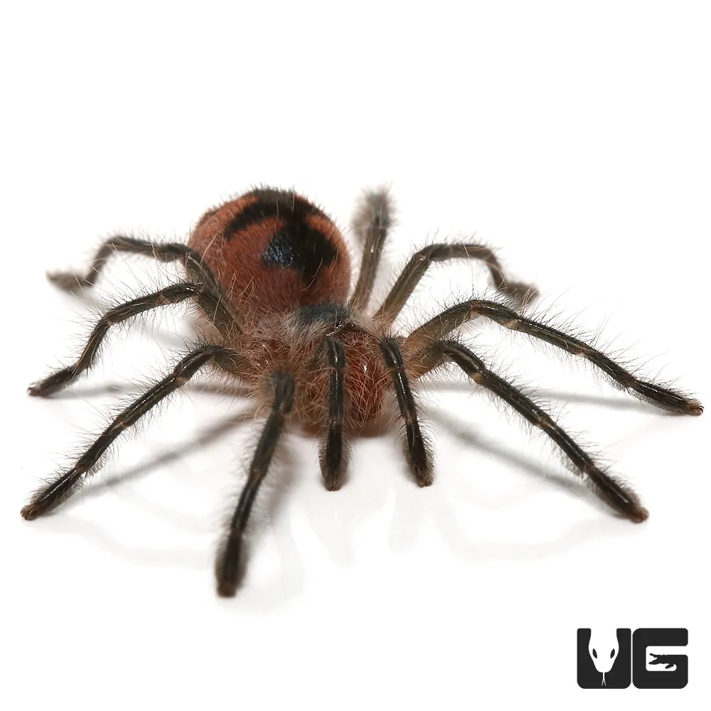 23235 eiger tarantula humidity gauge