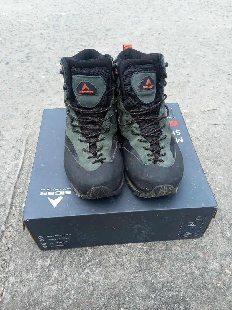 23235 eiger tarantula molting