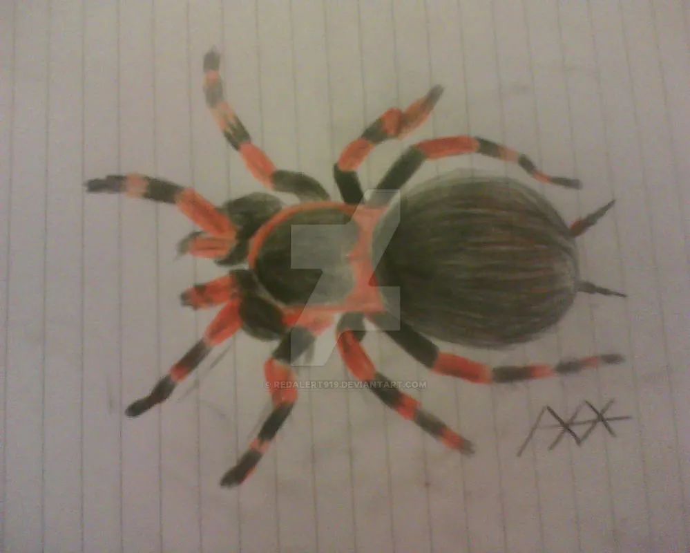 23236 red chilean tarantula close up