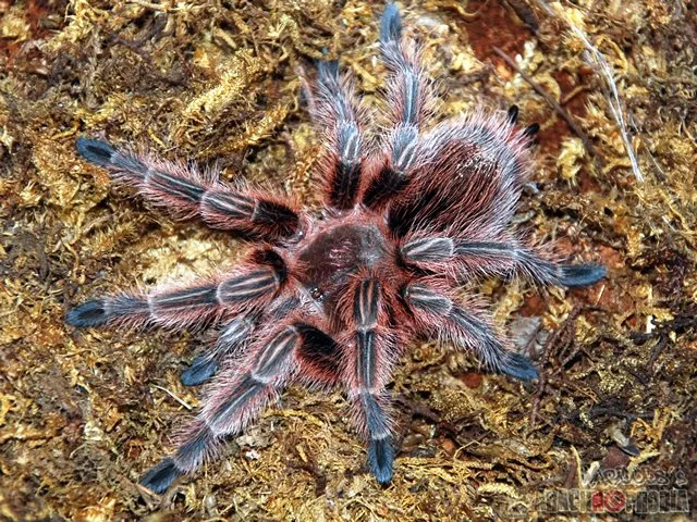 /img/23236-red-chilean-tarantula-molting.webp