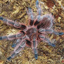 /img/23236-red-chilean-tarantula-molting.webp