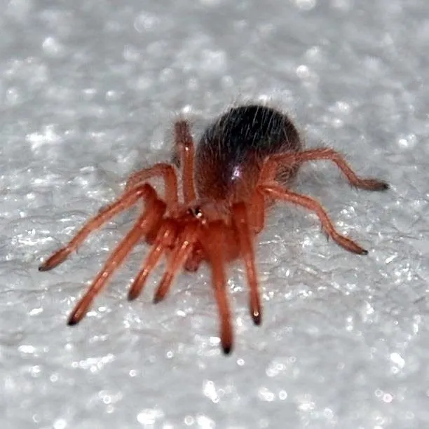 23236 red chilean tarantula terrarium