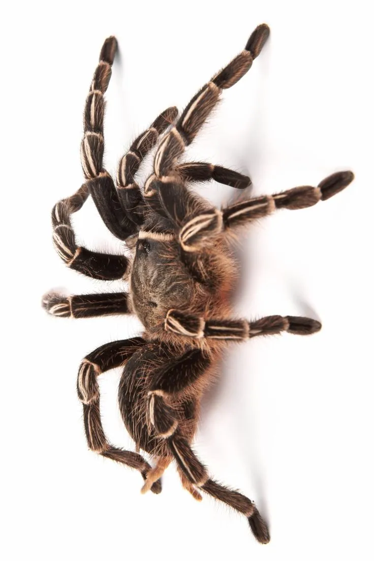 23237 costa rican stripe knee tarantula feeding