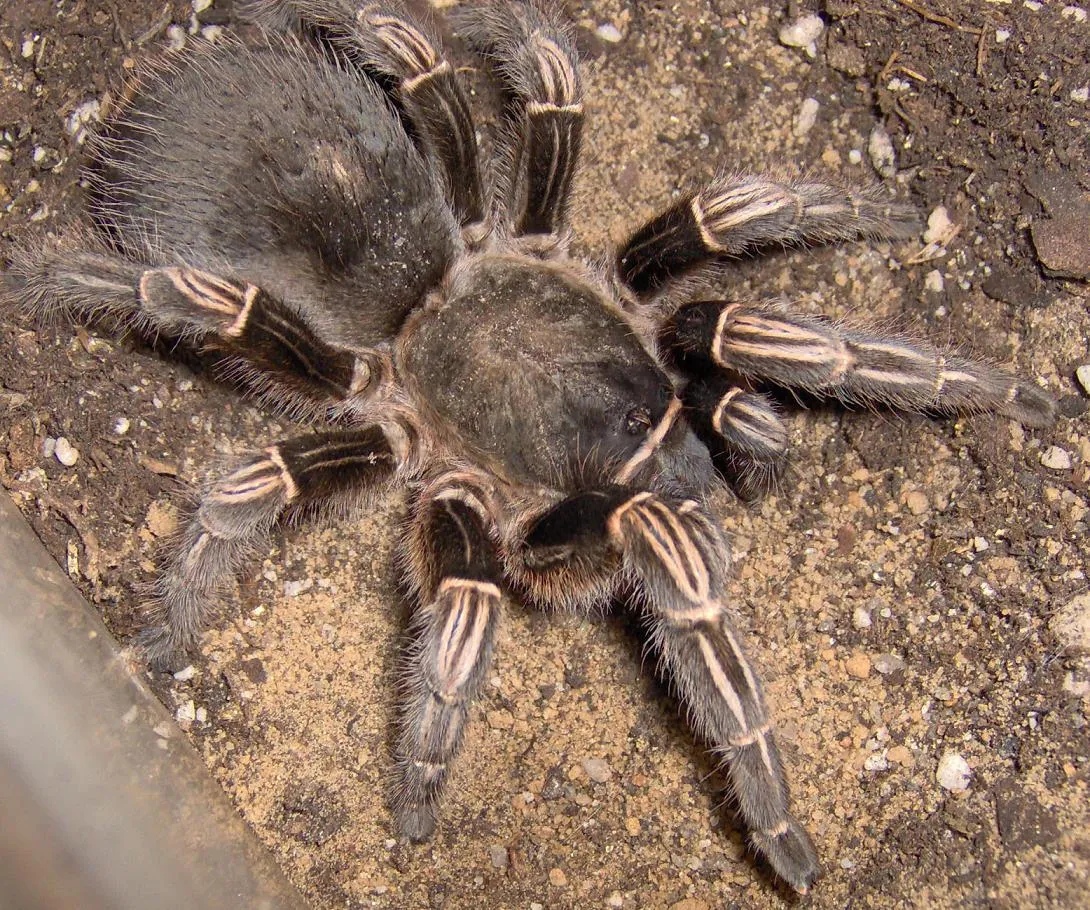 /img/23237-costa-rican-stripe-knee-tarantula-health.webp