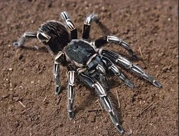 23237 costa rican stripe knee tarantula molting