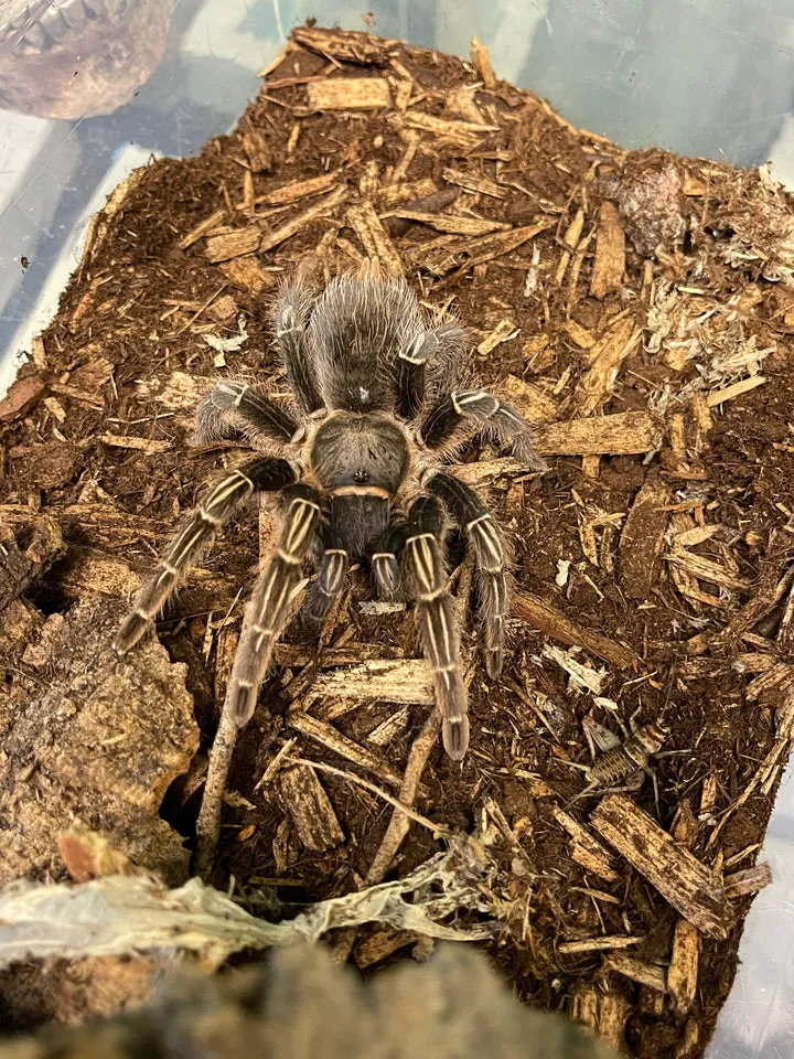 23237 costa rican stripe knee tarantula water