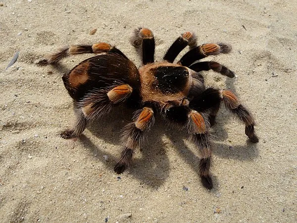 23240 tarantula behavior understanding
