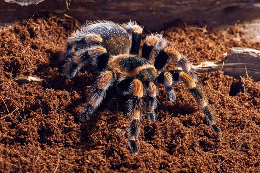 /img/23240-tarantula-journal.webp