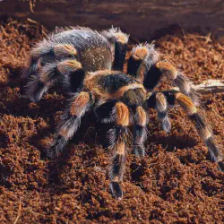 /img/23240-tarantula-journal.webp